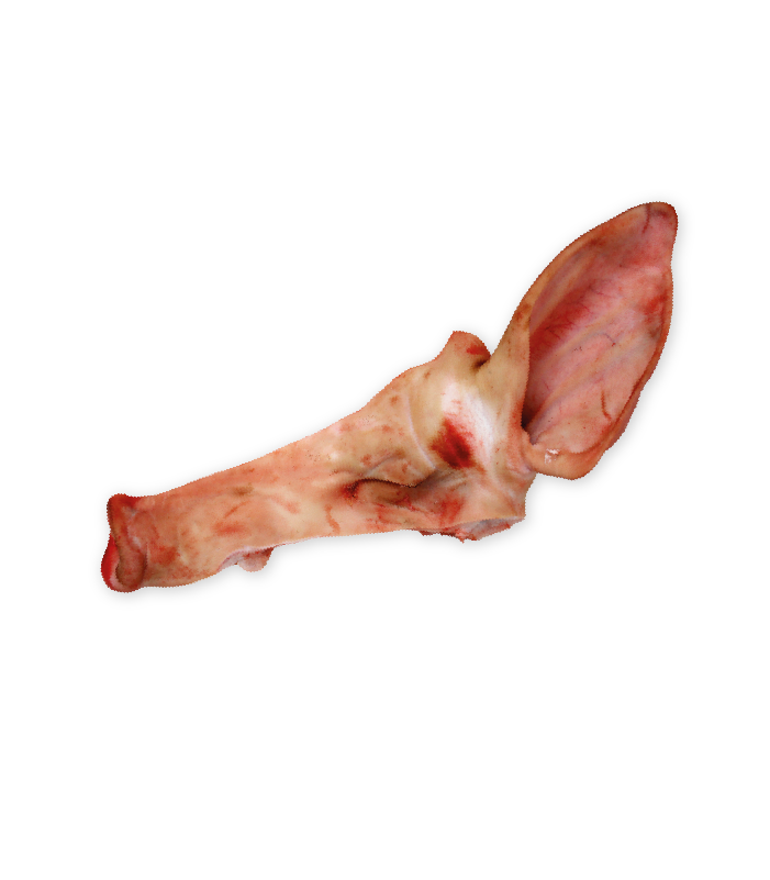 Orelheira