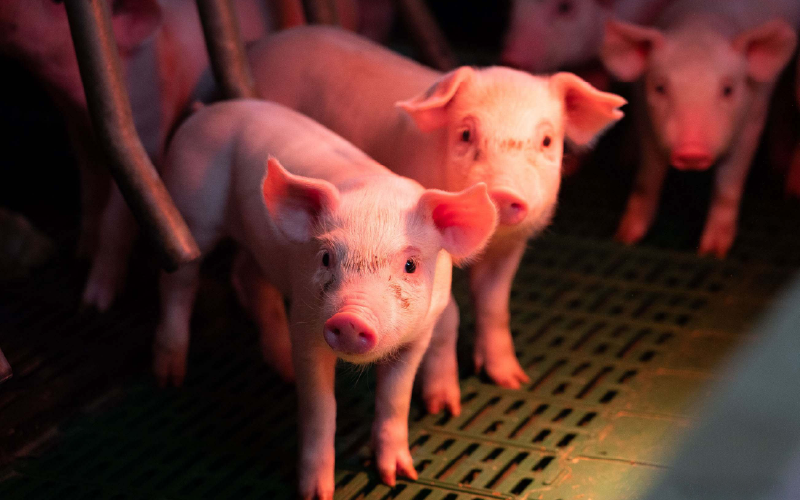 Adc aprova compra euroeste