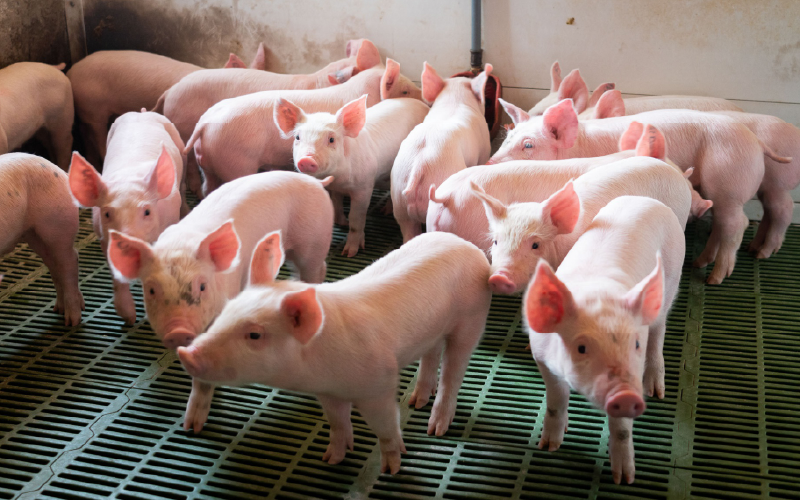 Valsabor investe unidade